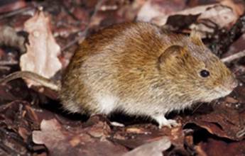 A vole. Photo by Evan James hymo/Wikipedia