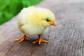 This cute little chick could harbor Salmonella bacteria. Make sure you wash your hands after touching it.