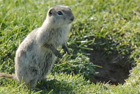 Ground squirrel