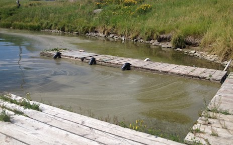 henrys-lake-bg-algae